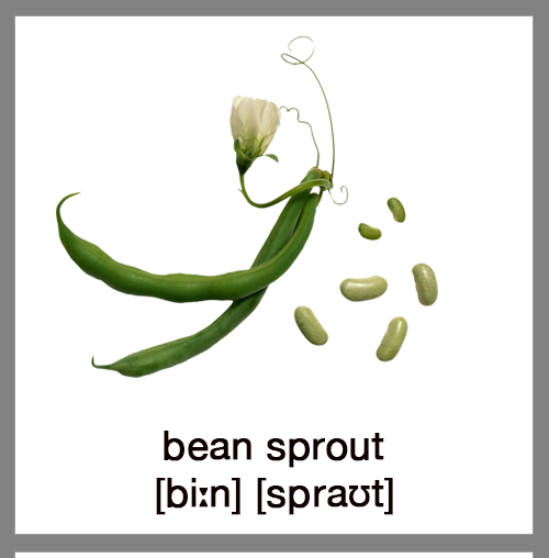 bean-sprout1