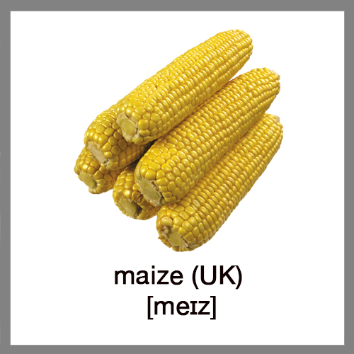 maize-UK