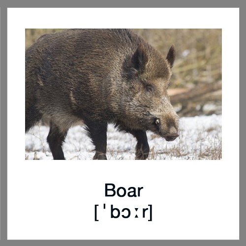 Boar