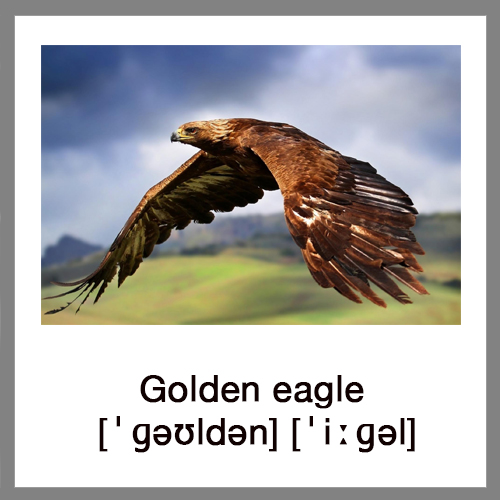 Golden-eagle