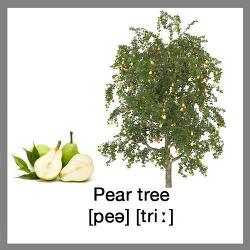 Pear-tree
