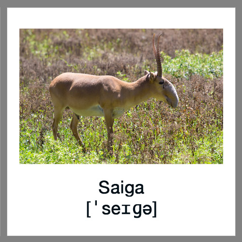 Saiga