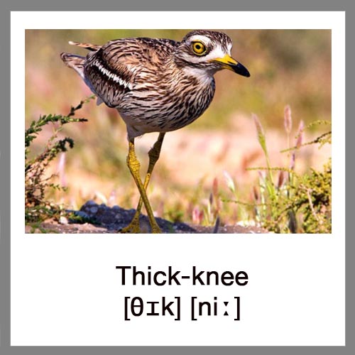 Thick-knee