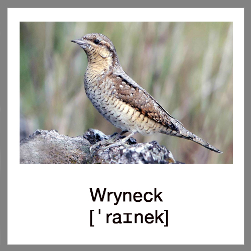 Wryneck