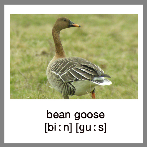 bean-goose