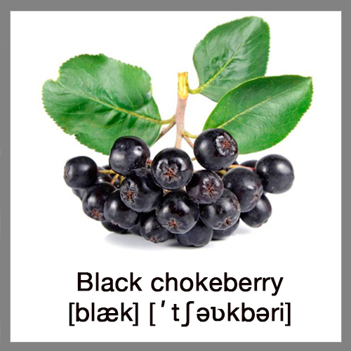black-chokeberry-