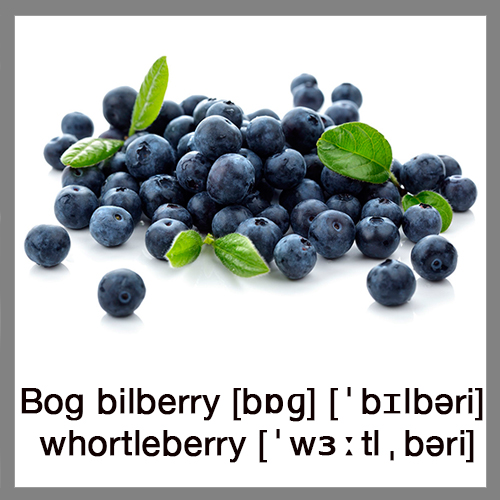 bog-bilberry-