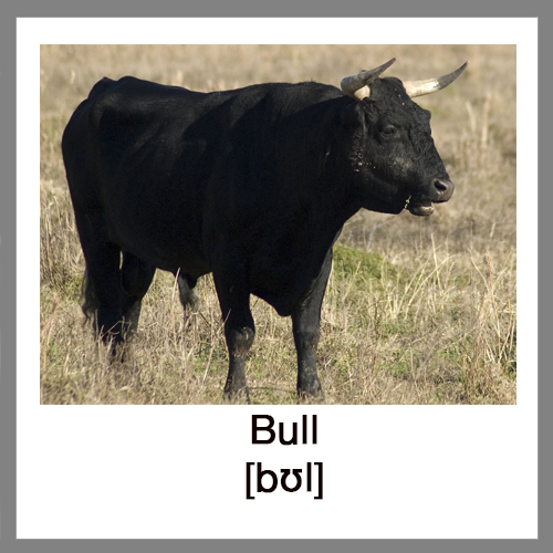 bull-4