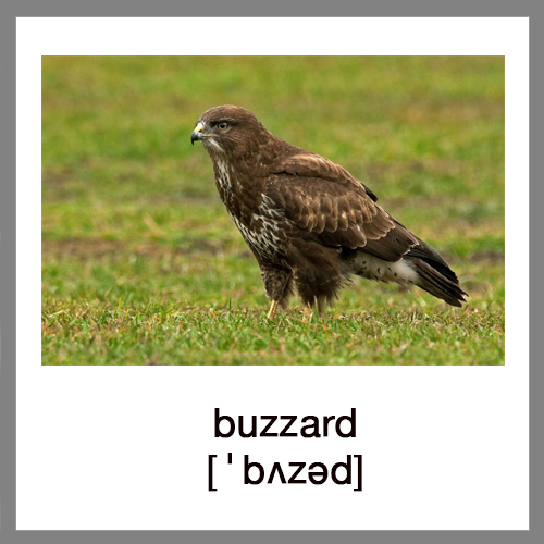 buzzard