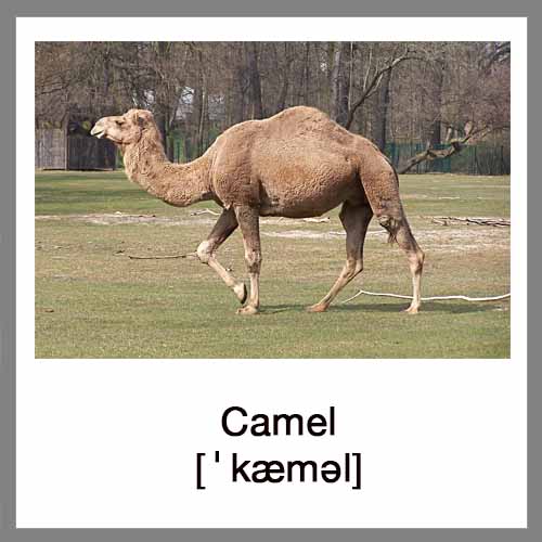 camel-4