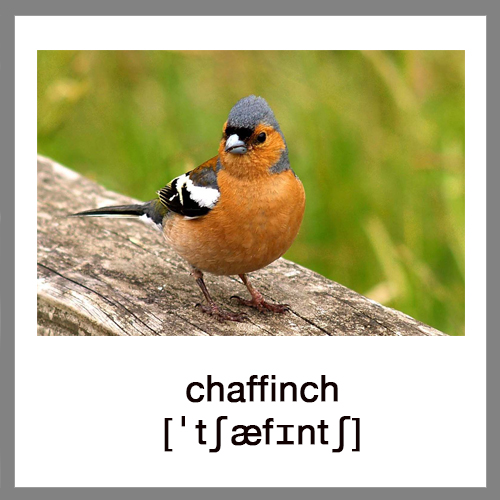chaffinch