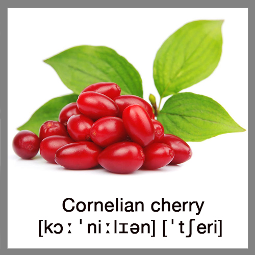 cornelian-cherry