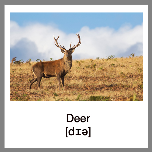 deer-4