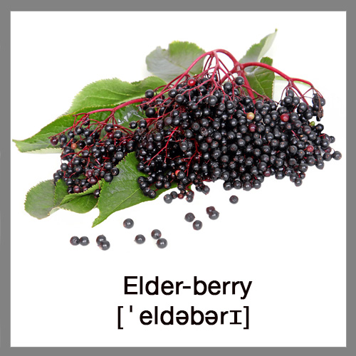 elderberry-