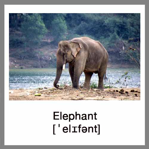 elephant-4