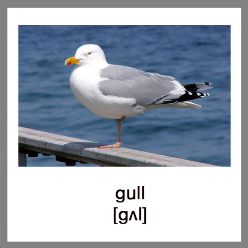 gull-