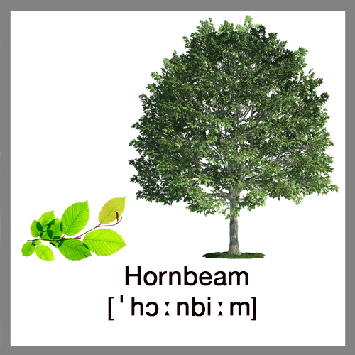 hornbeam