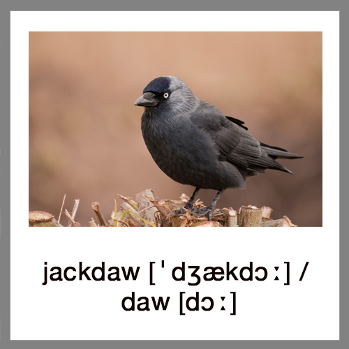 jackdaw