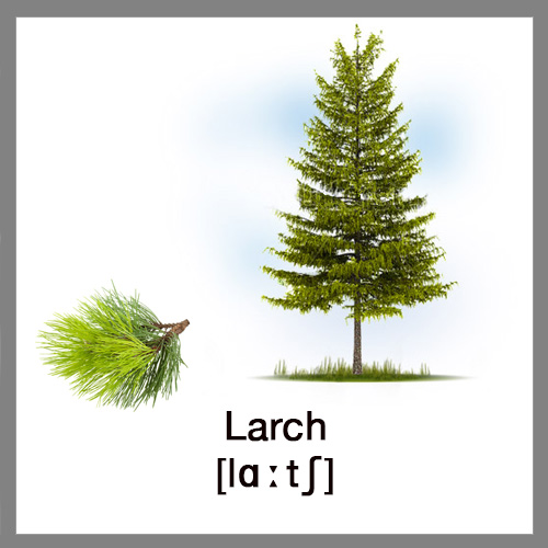 larch