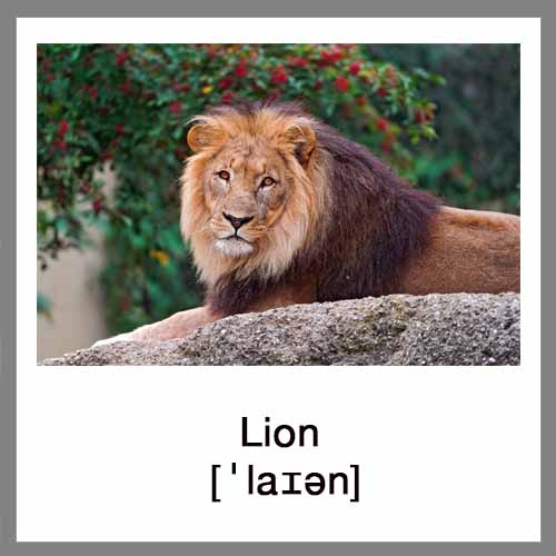 lion-4