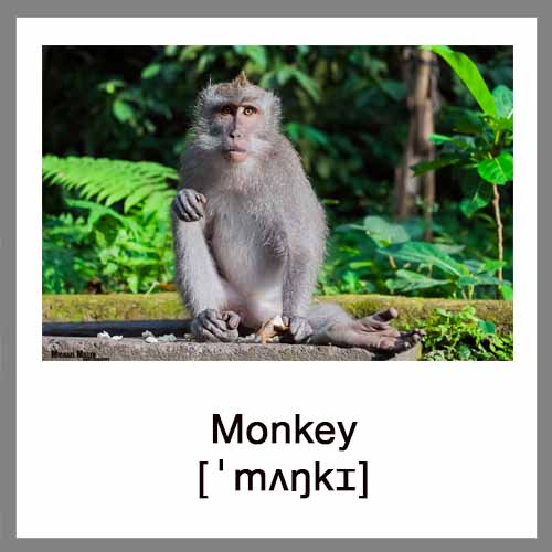 monkey-4