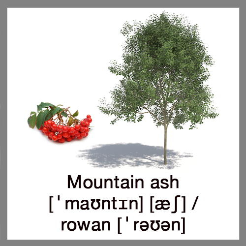 mountain-ash