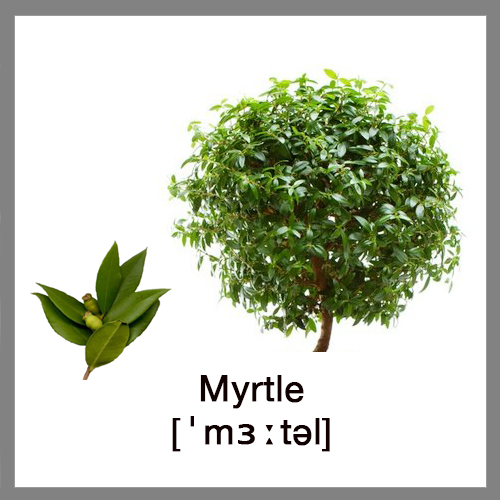 myrtle