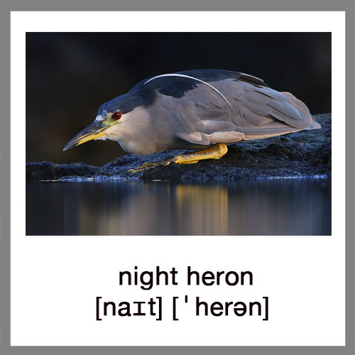 night-heron