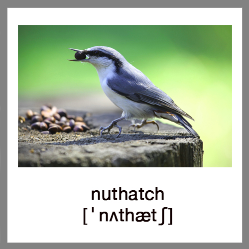 nuthnach