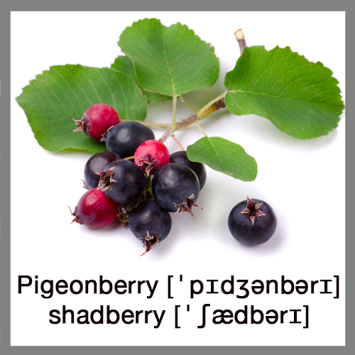 pigeonberry-