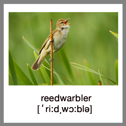 reedwarbler