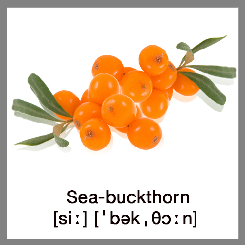 sea-buckthorn