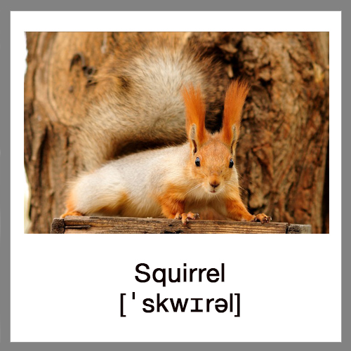 squirrel-4