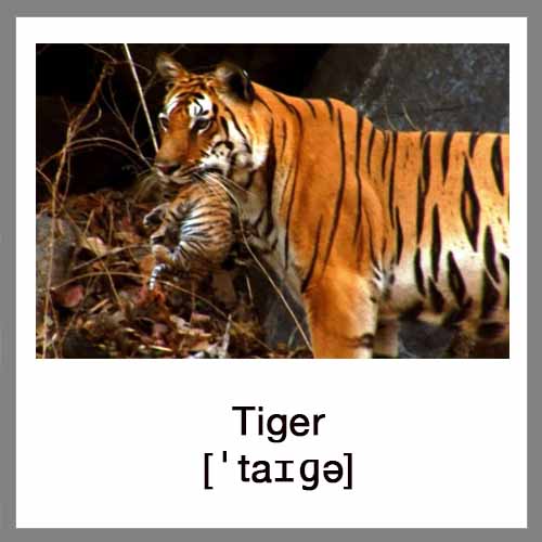 tiger-4