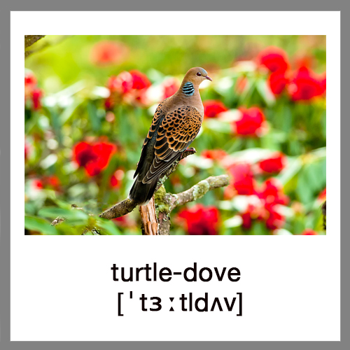 turtle-dove