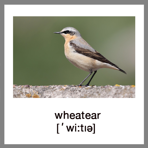 wheatear
