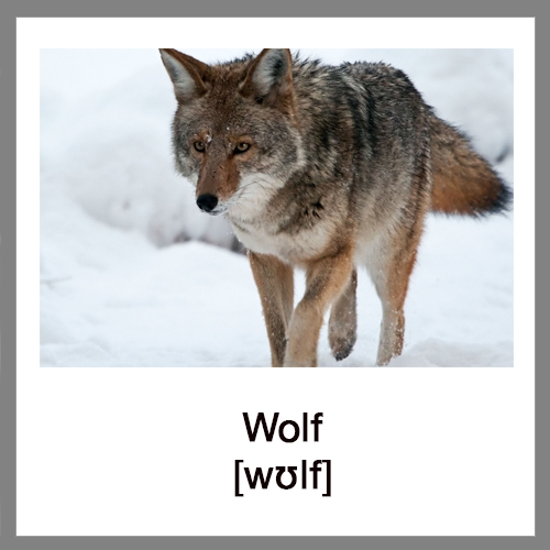 wolf-2