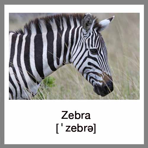 zebra-4