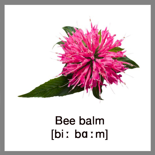 Bee-balm