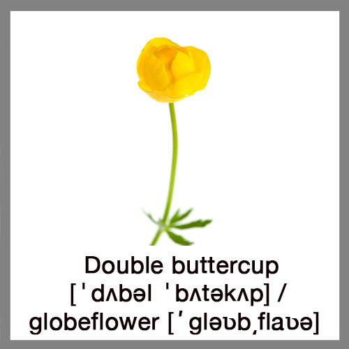 Double-buttercup