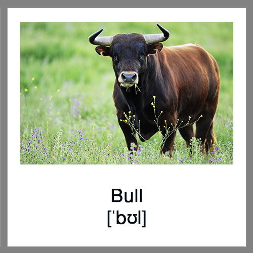 Bull-12