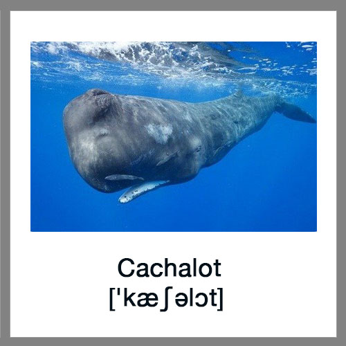 Cachalot1
