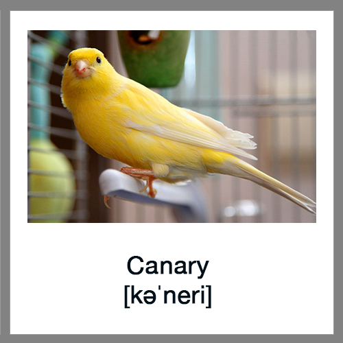 Canary-12