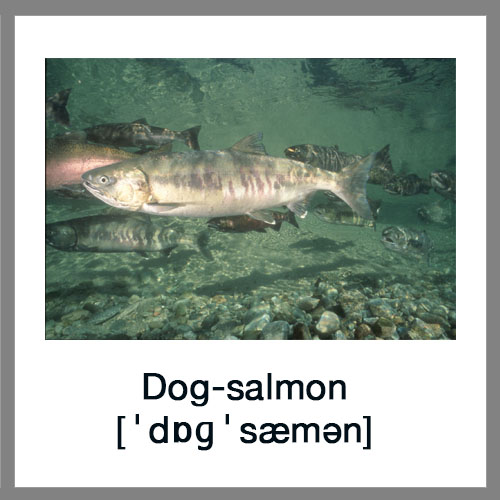 Dog-salmon