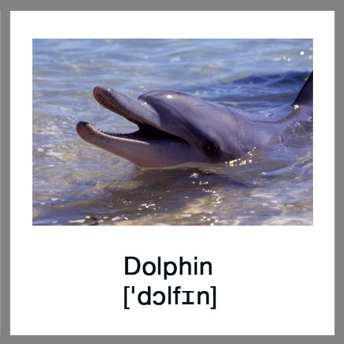Dolphin-1
