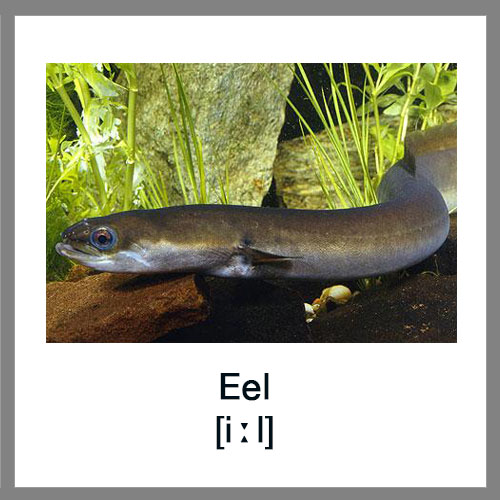 Eel1