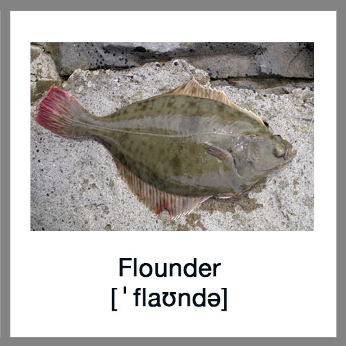 Flounder-1