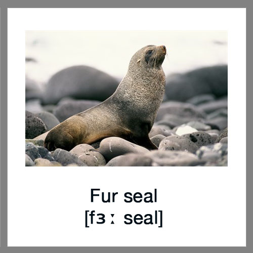 Fur-seal