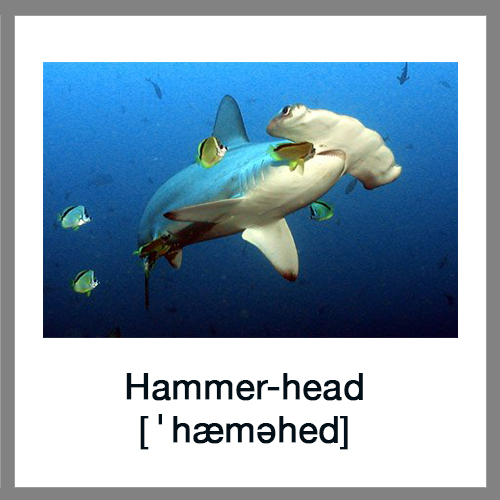Hammer-head