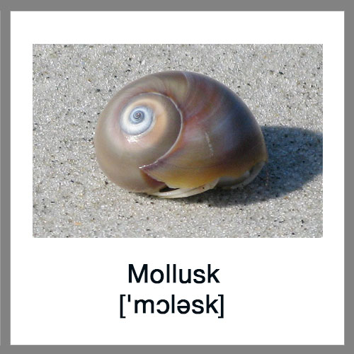 Mollusk